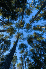 looking up to tree tops in pine forest
