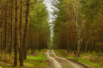 Obraz premium dirt road in a pine forest