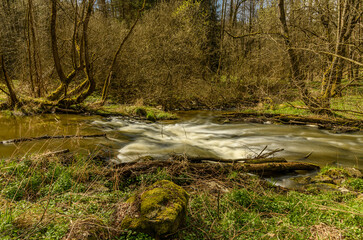 rapids on small creek in forest