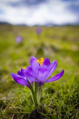 Foto auf Acrylglas Krokusy w Dolinie Chochołowskiej.  Kwitnące, wiosenne krokusy pośród zielonej trawy. © rogozinski