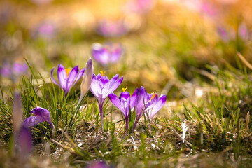 Krokusy w Dolinie Chochołowskiej. Kwitnące, wiosenne krokusy pośród zielonej trawy.