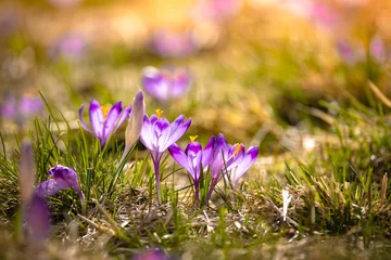 Foto auf Glas Krokusy w Dolinie Chochołowskiej. Kwitnące, wiosenne krokusy pośród zielonej trawy. © rogozinski