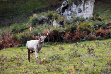 European male fallow deer walking on the green grass in the woods with blur background