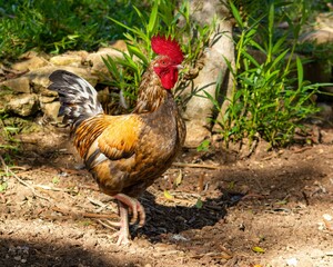 Beautiful Rooster walking in a garden on a sunny day