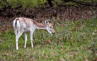 Juvenile female fallow deer grazing on the grass and plants in the woods with blur background