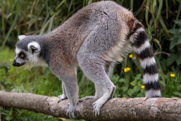 Closeup of a Ring-tailed Lemur standing on a tree trunk