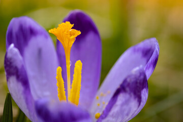Krokusy w Dolinie Chochołowskiej. Zbliżenie na kwiat fioletowego krokusa z żółtym środkiem.