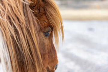 Mini paint pony on a farm in Crowsnest Pass close up