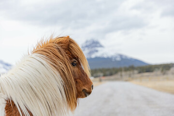 Mini pony on a farm in Crowsnest Pass with faded Crowsnest Mountain backdrop