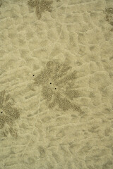 crab holes in sand at beach