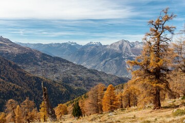 Yellow Autumn Larch tree with panoramic view over valley.