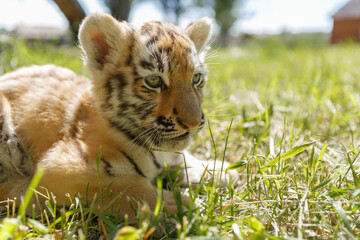 Portrait of beautiful Bengal tiger cub lying in green grass outdoor. Adorable wild cat in close up