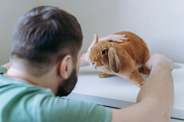 young caucasian bearded veterinarian doctor examining red rabit