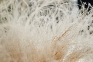 Fluffy dried flowers near closeup.