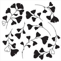 Hand drawn ginkgo biloba branches. Floral collection for postcards, greeting cards, invitations, web.