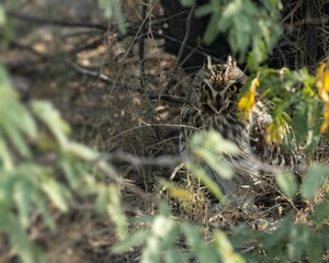 Closeup shot of short-eared owl under a bush