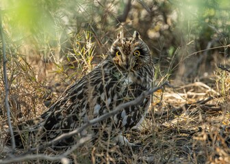 Closeup shot of short-eared owl under a bush