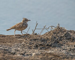 Closeup shot of the crested lark on a lake