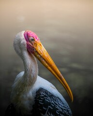 Closeup of yellow-billed stork in blurred backgorund