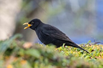 Beautiful view of a blackbird in the garden