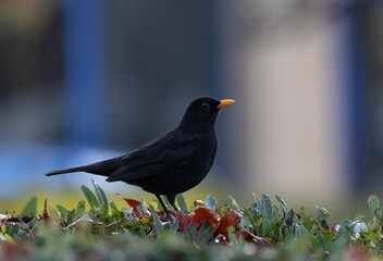 Beautiful view of a blackbird in the garden