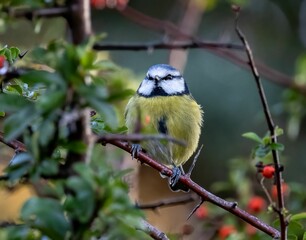 Beautiful view of Eurasian blue tit in the garden