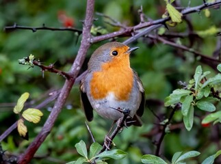 Robin perching on tree branch
