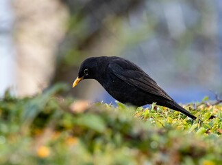 Blackbird perching on branch