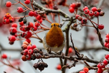 Selective focus of a European robin perched on a rowan berry branch