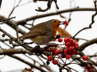 Selective focus of a European robin perched on a rowan berry branch and holding a berry with beak