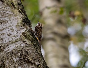 Obraz premium Selective focus of a bar-tailed treecreeper on a tree trunk with blurred background