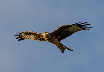 Low-angle of a red kite flying over clear sky background