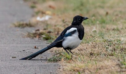 Selective focus of a Eurasian magpie on the asphalt covered with grass