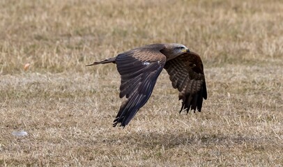 Selective focus of an eagle landing on the yellow grass, blurred background