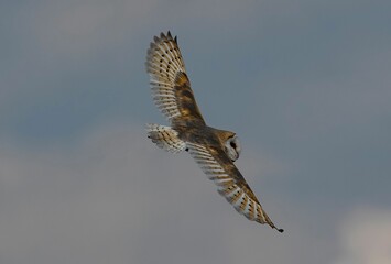 Selective focus of a barn owl flying over sunlit gloomy clouds blurred background