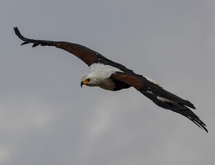 Selective focus of an African fish eagle flying over sunlit gloomy clouds blurred background