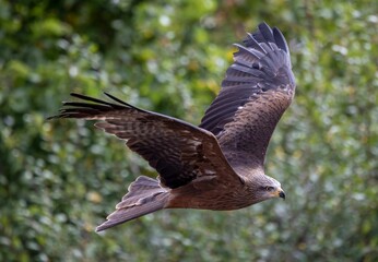 Selective focus of a black kite flying near sunlit green tree blurred background