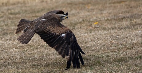 Selective focus of a black kite landing on the yellow grass, blurred background
