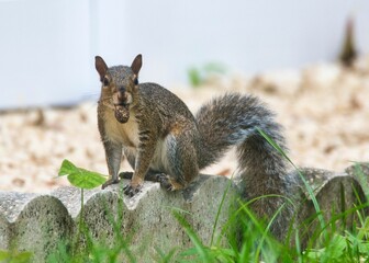 Selective shot of a squirrel (Sciuridae), carrying a seed