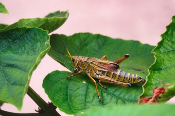 Closeup shot of a grasshopper over a green leaf