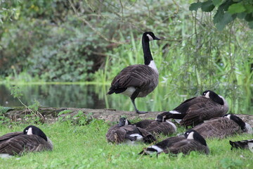 Canada goose relaxing in the park