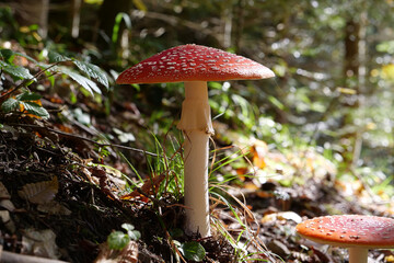 Big red fly agaric grows in autumn wood. Picturesque place in wood heart