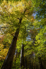 Bottom view of trees in the forest in autumn. Yellowing trees in the forest. 7 Lakes Bolu, Türkiye.