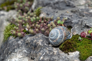 slug shell on the rock. Slug shell between flowers.