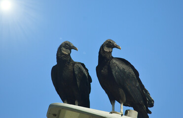 some birds of prey perched on a street lighthouse