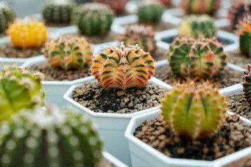 Cactus farm with close-up of succulent and cactus collection in pot. It' s natural background from little plants. 