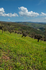 The vineyards and the flowers around them.
Vineyards in flowers. Green wooded mountain and blue clouds in the background.