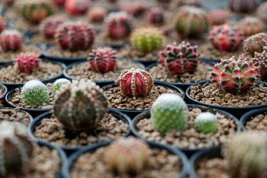 Cactus farm with close-up of succulent and cactus collection in pot. It' s natural background from little plants. 