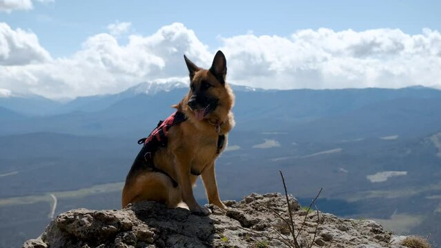 Devil's finger rock in Adygea, Dakhovskaya village. German Shepherd went on hike. Front view. The dog sits on the top of mountain and enjoys views of nature on warm sunny spring day.