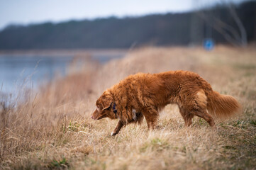 Pies na łące © Jagoda